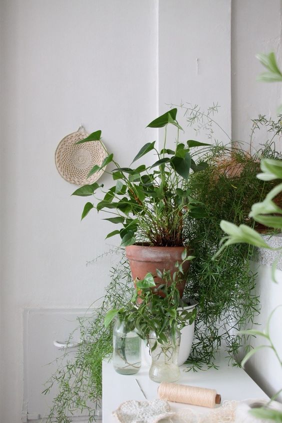 badkamerplant aglanema